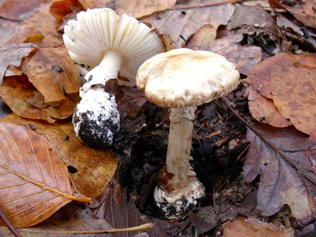 1199 Dicembre vecchio ritrovamento